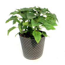 Load image into Gallery viewer, Planter, 9in, In&amp;Out OPV Sunflower
