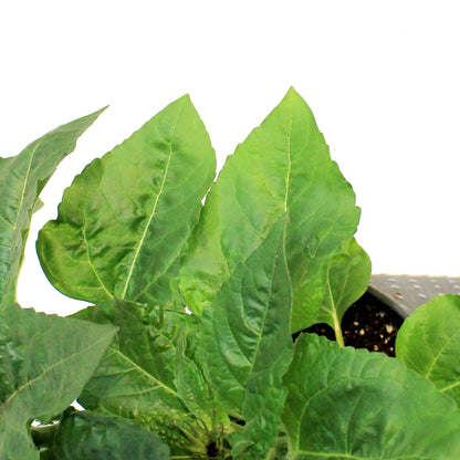 Planter, 9in, In&Out OPV Sunflower