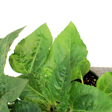 Load image into Gallery viewer, Planter, 9in, In&amp;Out OPV Sunflower
