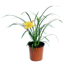 Load image into Gallery viewer, Hemerocallis, 2 gal, Stella D&#39;Oro

