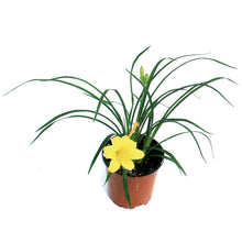Load image into Gallery viewer, Hemerocallis, 2 gal, Stella D&#39;Oro
