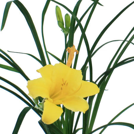 Hemerocallis, 2 gal, Stella D'Oro