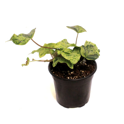 Ivy, 4in, Luzii Varigated