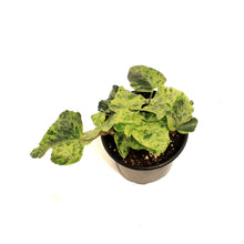 Load image into Gallery viewer, Ivy, 4in, Luzii Varigated
