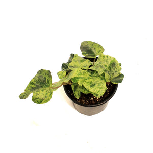 Ivy, 4in, Luzii Varigated