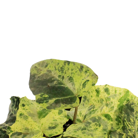 Ivy, 4in, Luzii Varigated