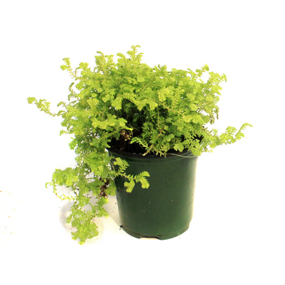 Golden Moss, 3.5in