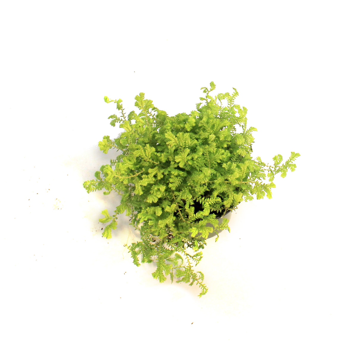 Golden Moss, 3.5in