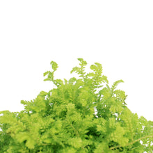 Load image into Gallery viewer, Golden Moss, 3.5in
