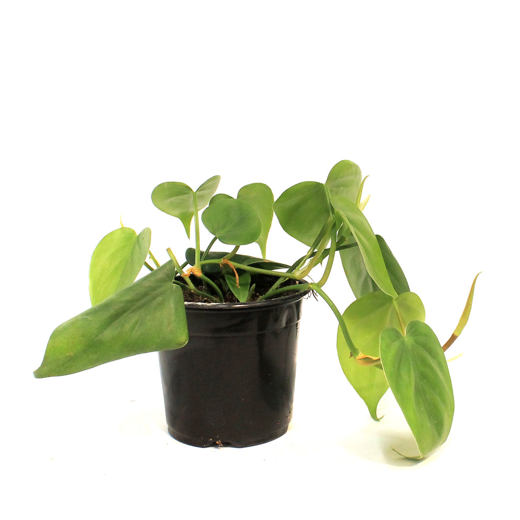 Philodendron, 4in, Cordatum