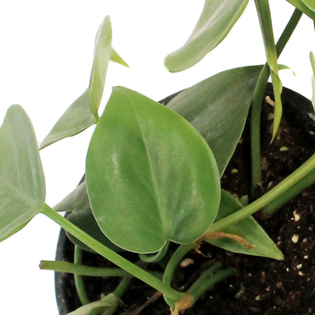 Philodendron, 4in, Cordatum