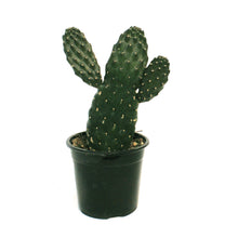 Load image into Gallery viewer, Cactus, 4in, O. Rubescens 'Road Kill'
