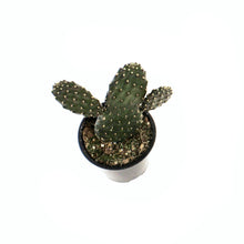 Load image into Gallery viewer, Cactus, 4in, O. Rubescens 'Road Kill'
