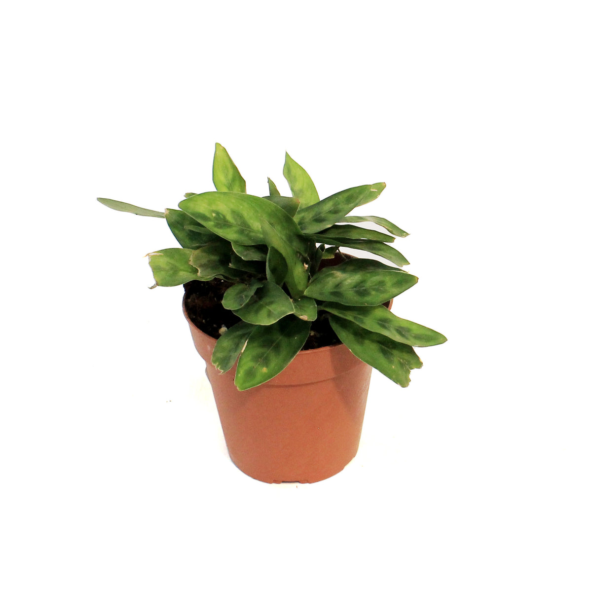 Calathea, 4in, Lietzel