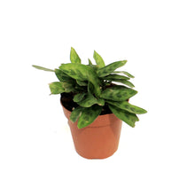 Load image into Gallery viewer, Calathea, 4in, Lietzel
