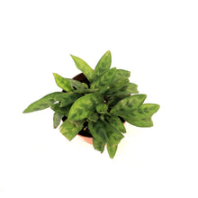 Load image into Gallery viewer, Calathea, 4in, Lietzel

