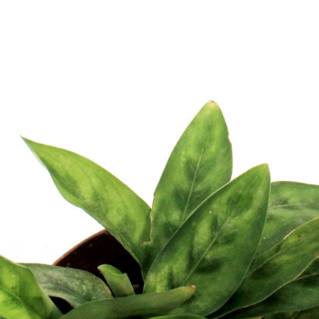 Calathea, 4in, Lietzel