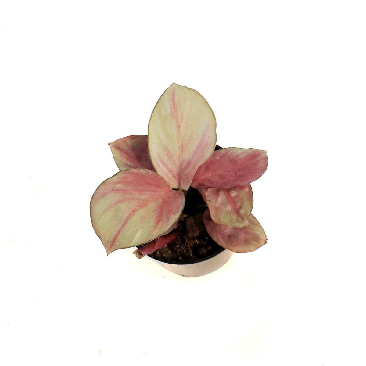 Calathea, 4in, Silver