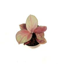 Load image into Gallery viewer, Calathea, 4in, Silver
