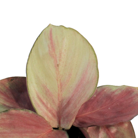 Calathea, 4in, Silver