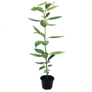 Canela, 6in Cinnamon Plant