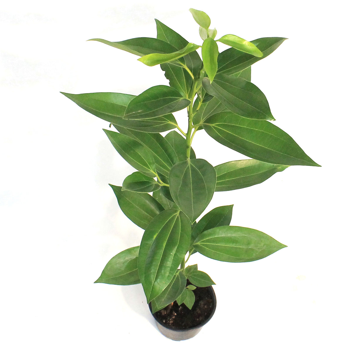 Canela, 6in Cinnamon Plant
