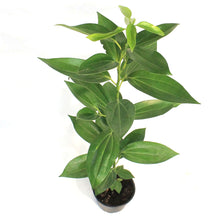 Load image into Gallery viewer, Canela, 6in Cinnamon Plant
