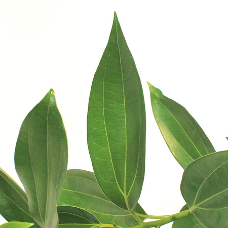 Canela, 6in Cinnamon Plant