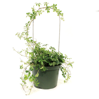 Sugar Vine, 6in, Parthenocissus Clusiifolia