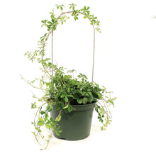 Load image into Gallery viewer, Sugar Vine, 6in, Parthenocissus Clusiifolia
