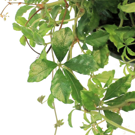 Sugar Vine, 6in, Parthenocissus Clusiifolia