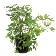 Load image into Gallery viewer, Dicentra,2 gal, Common Pink Bleeding Hearts
