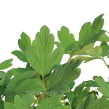 Load image into Gallery viewer, Dicentra,2 gal, Common Pink Bleeding Hearts

