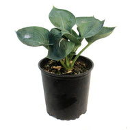 Hosta, 2 gal,Blue Angel