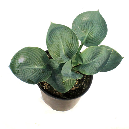 Hosta, 2 gal,Blue Angel