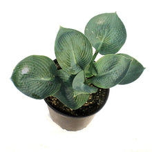 Load image into Gallery viewer, Hosta, 2 gal,Blue Angel
