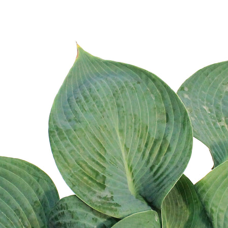 Hosta, 2 gal,Blue Angel