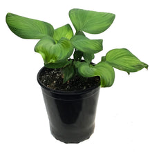 Load image into Gallery viewer, Hosta, 2 gal, Guacamole
