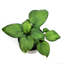 Load image into Gallery viewer, Hosta, 2 gal, Guacamole
