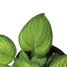 Load image into Gallery viewer, Hosta, 2 gal, Guacamole
