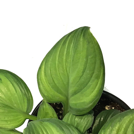 Hosta, 2 gal, Guacamole