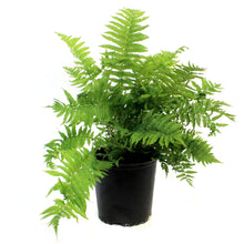Load image into Gallery viewer, Fern, 2 gal, Ostrich Feather
