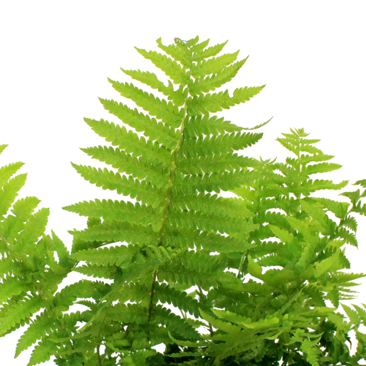 Fern, 2 gal, Ostrich Feather