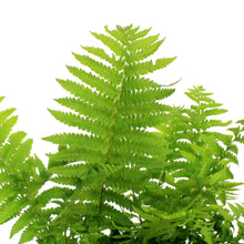 Load image into Gallery viewer, Fern, 2 gal, Ostrich Feather
