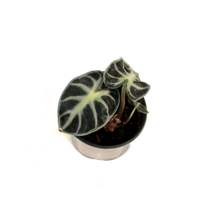 Alocasia, 4in,Parasol