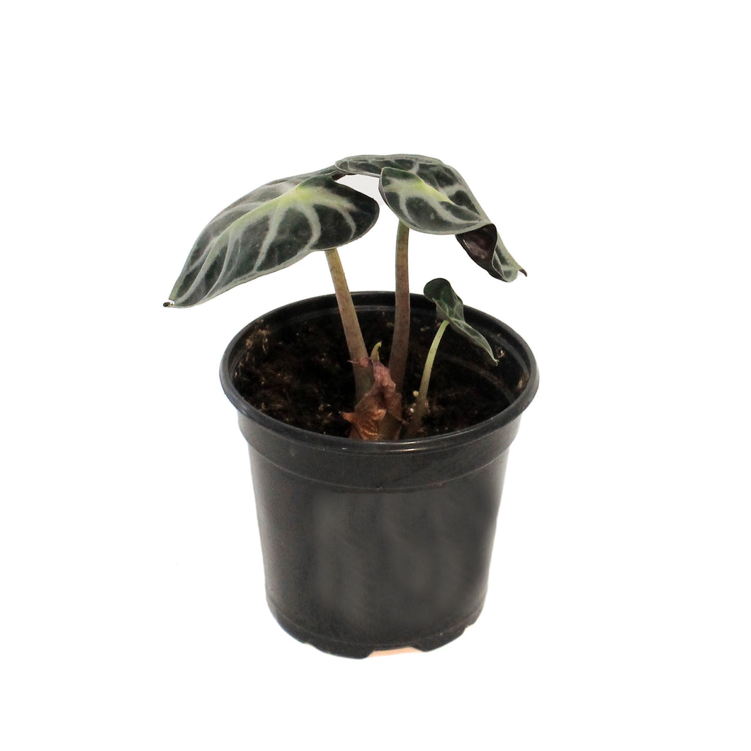 Alocasia, 4in,Parasol