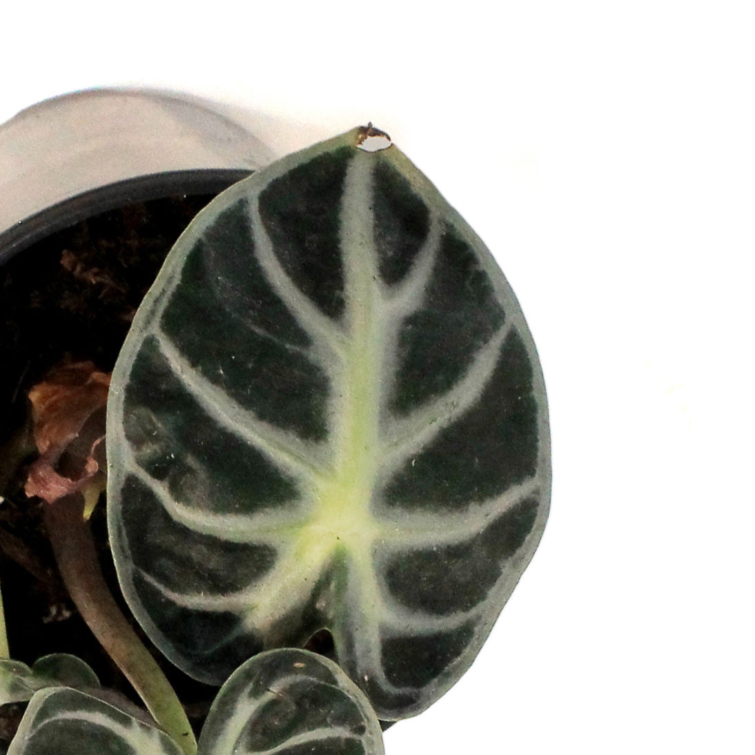 Alocasia, 4in,Parasol