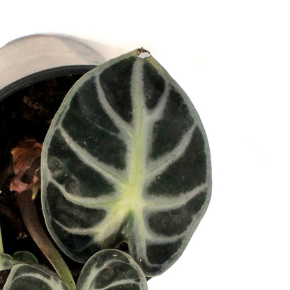 Alocasia, 4in,Parasol