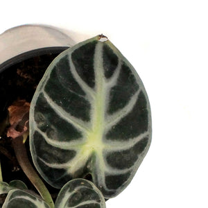 Alocasia, 4in,Parasol