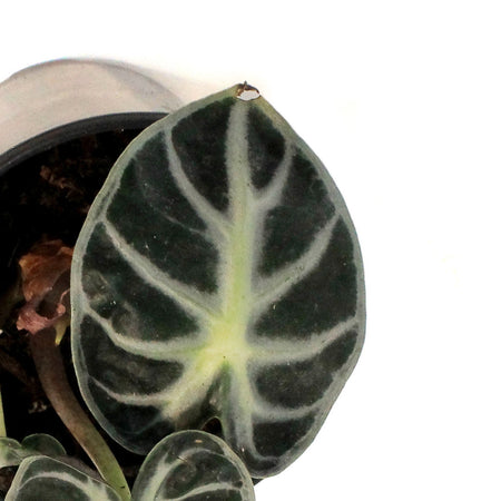 Alocasia, 4in,Parasol